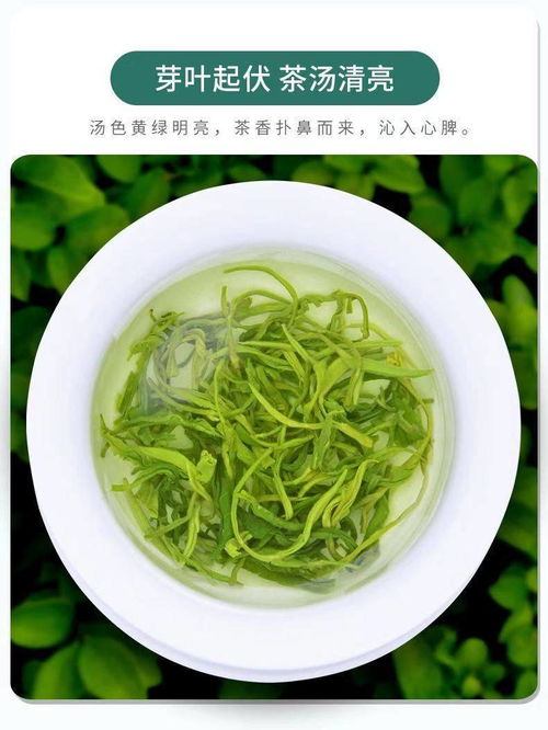 品鉴碧螺春2021新茶 高山云雾中的浓香珍品与批发机遇